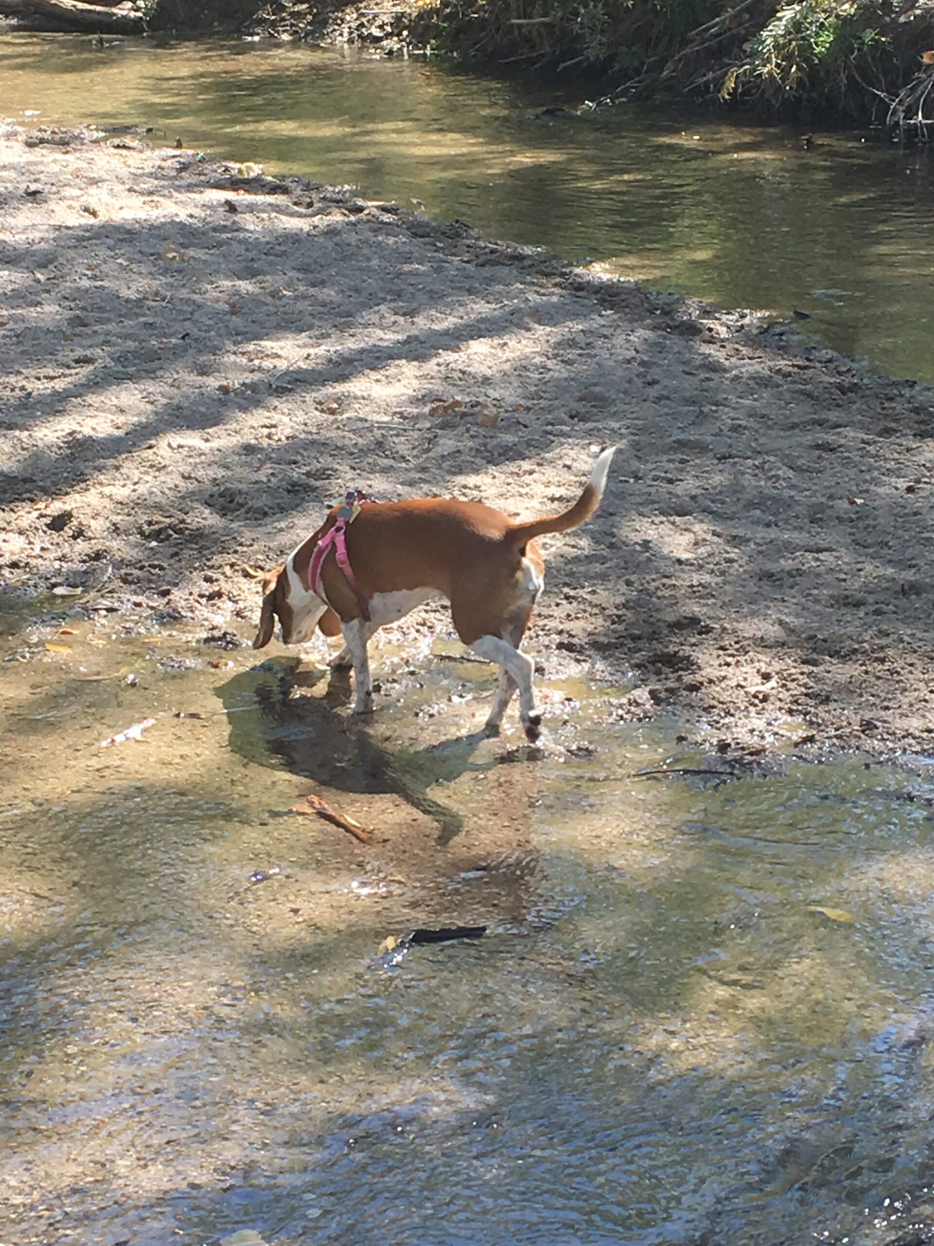 Popcorn the Beagle wandering down the river