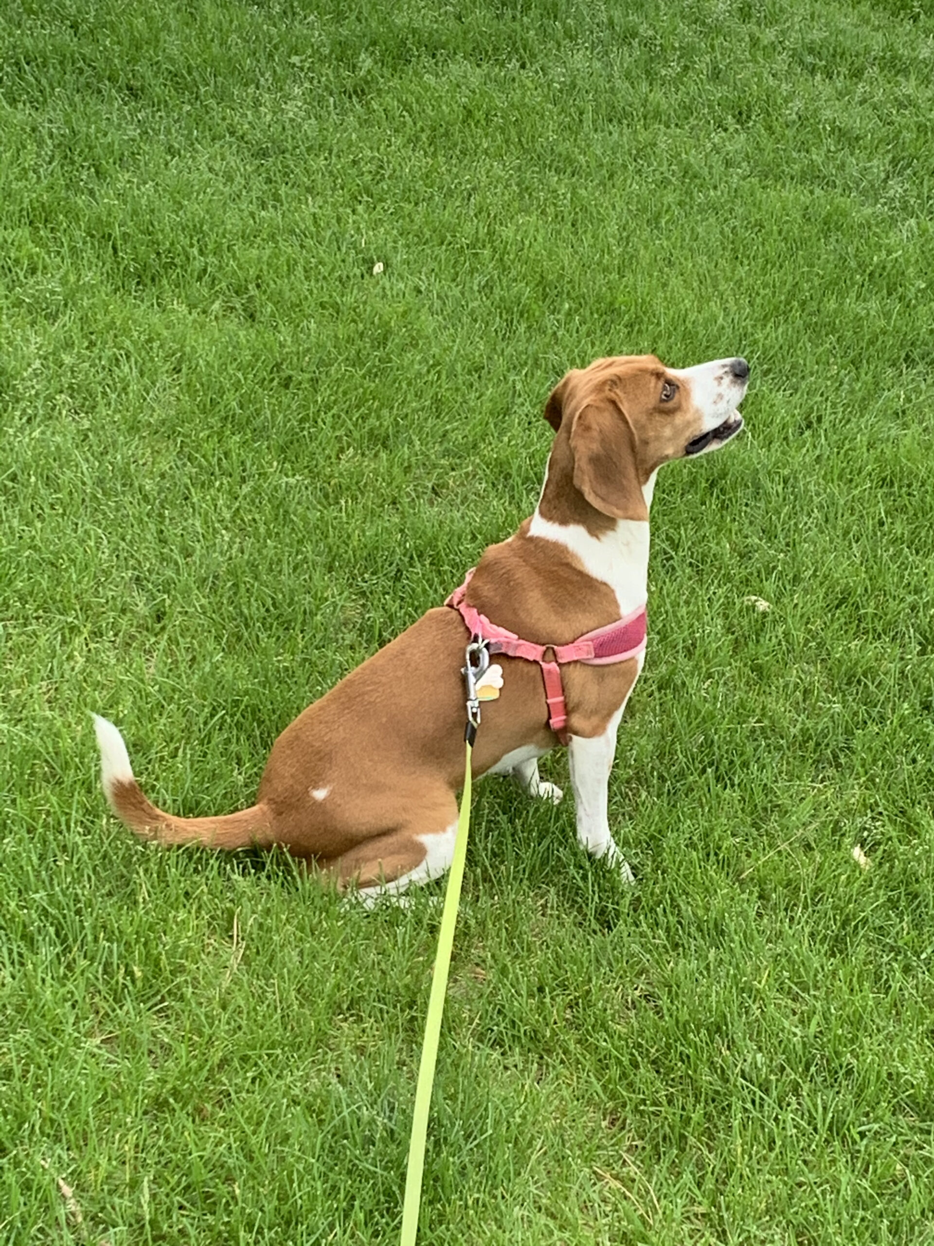 Popcorn the Beagle sitting like a good girl