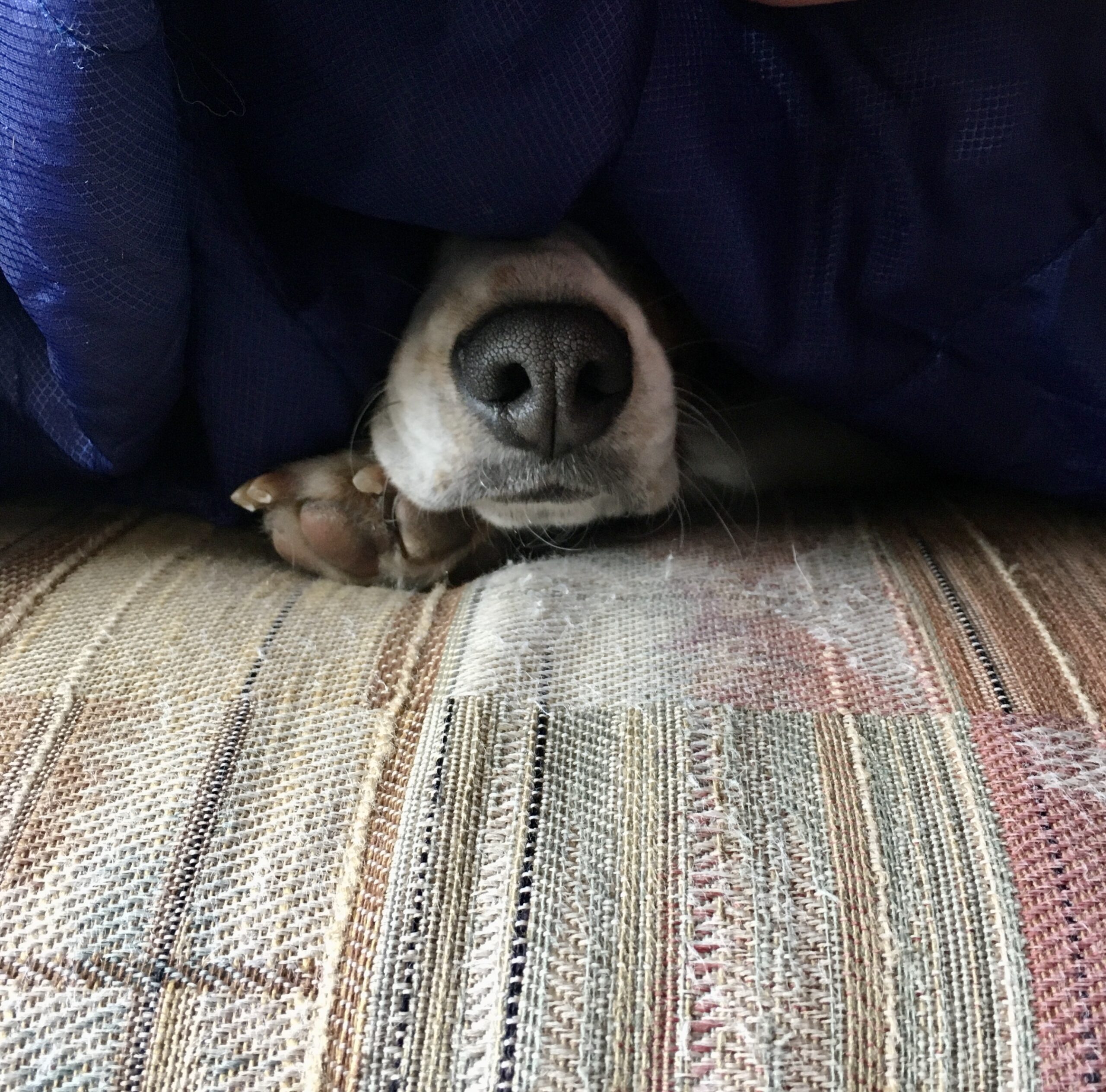 Beagle under a blanket with only her nose peeking out