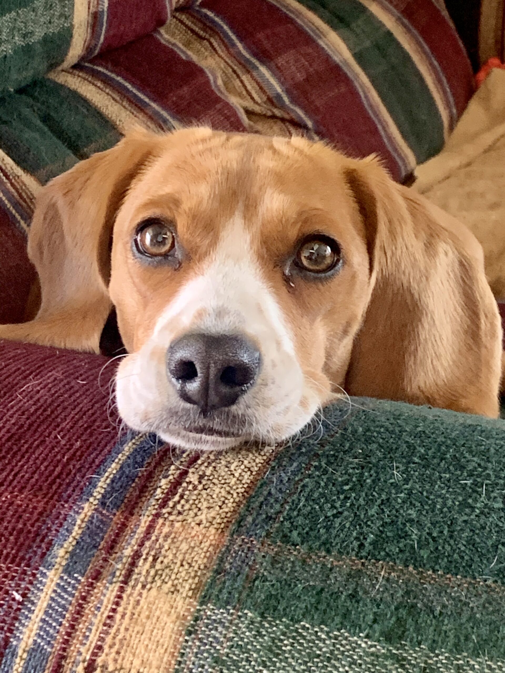 Popcorn the Beagle staring into the camera